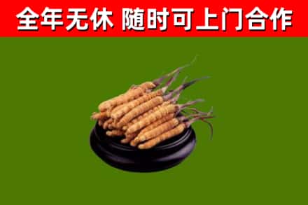 青神县回收冬虫夏草