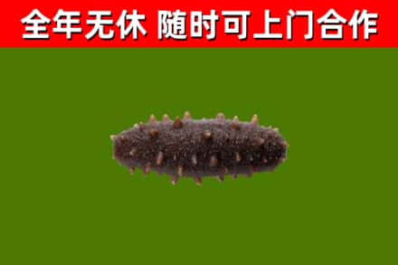 青神县回收海参干
